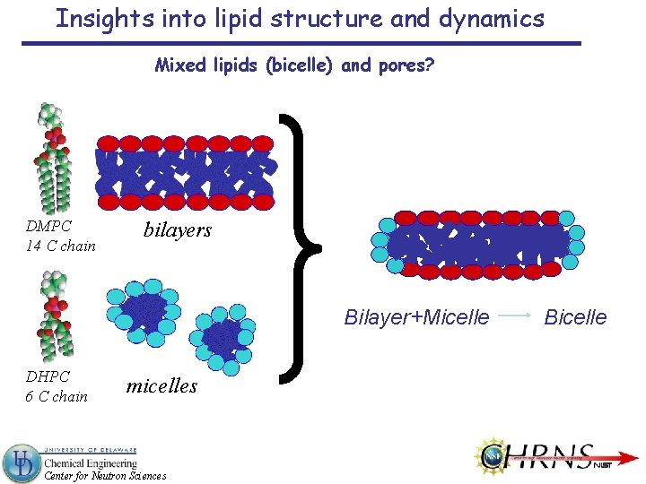 Insights into lipid structure and dynamics Mixed lipids (bicelle) and pores? DMPC 14 C