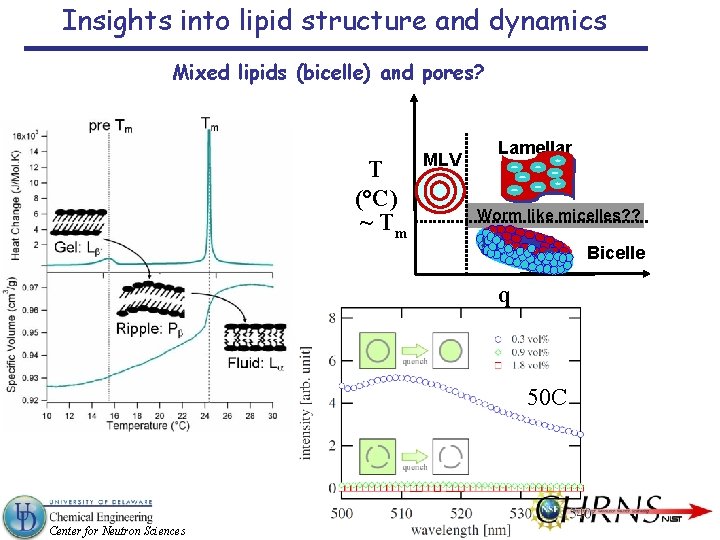 Insights into lipid structure and dynamics Mixed lipids (bicelle) and pores? T (°C) ~