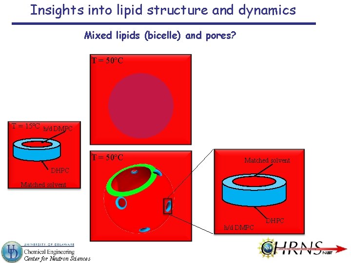 Insights into lipid structure and dynamics Mixed lipids (bicelle) and pores? T = 50ºC