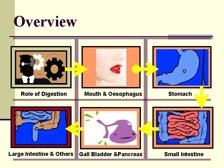 Overview Role of Digestion Large Intestine & Others Mouth & Oesophagus Gall Bladder &Pancreas