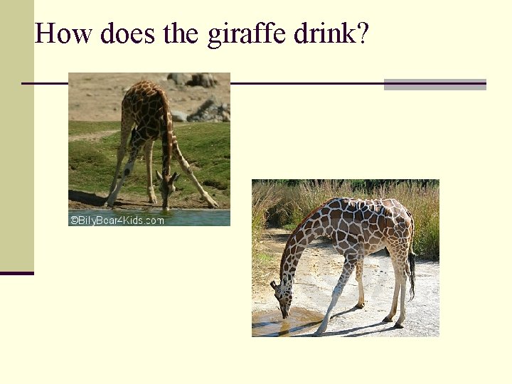 How does the giraffe drink? 
