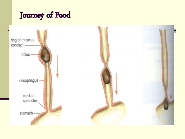 Journey of Food 