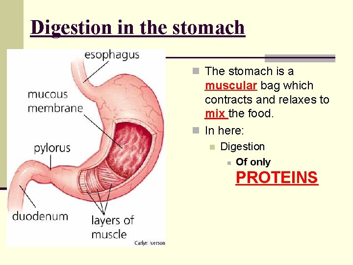 Digestion in the stomach n The stomach is a muscular bag which contracts and