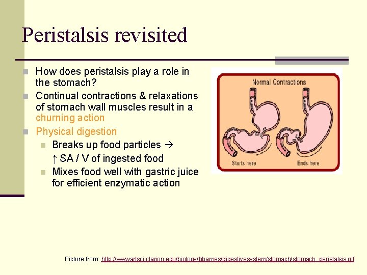 Peristalsis revisited n How does peristalsis play a role in the stomach? n Continual