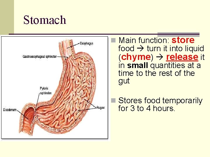 Stomach n Main function: store food turn it into liquid (chyme) release it in