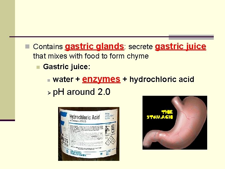 n Contains gastric glands: secrete gastric juice that mixes with food to form chyme