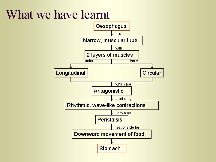 What we have learnt Oesophagus is a Narrow, muscular tube with 2 layers of