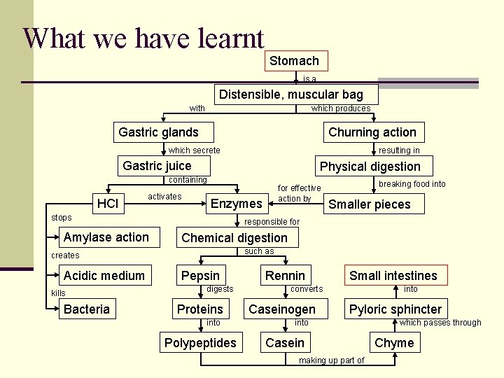 What we have learnt Stomach is a Distensible, muscular bag with which produces Gastric