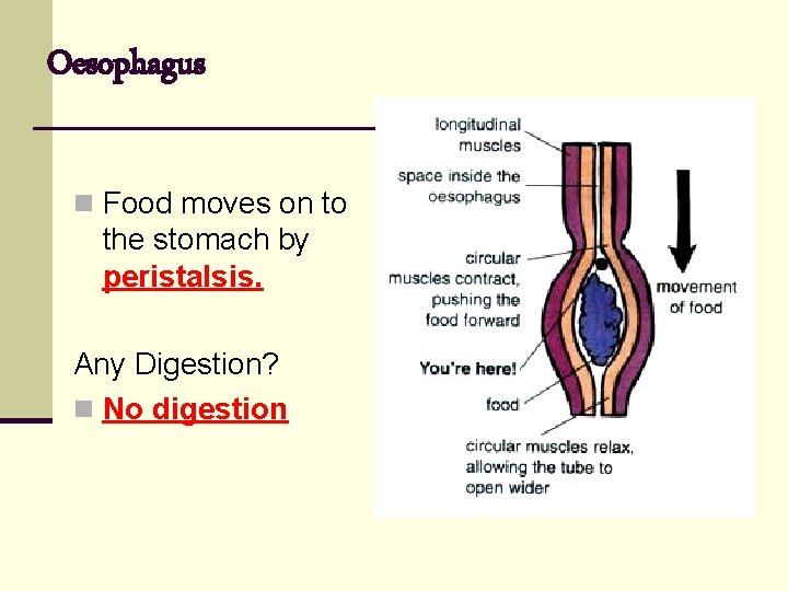 Oesophagus n Food moves on to the stomach by peristalsis. Any Digestion? n No