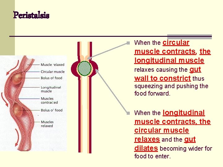 Peristalsis circular muscle contracts, the longitudinal muscle relaxes causing the gut wall to constrict