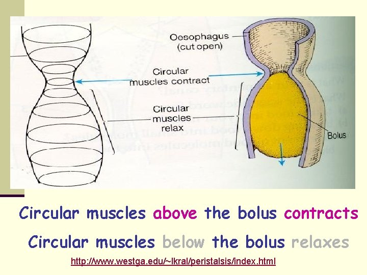 Circular muscles above the bolus contracts Circular muscles below the bolus relaxes http: //www.
