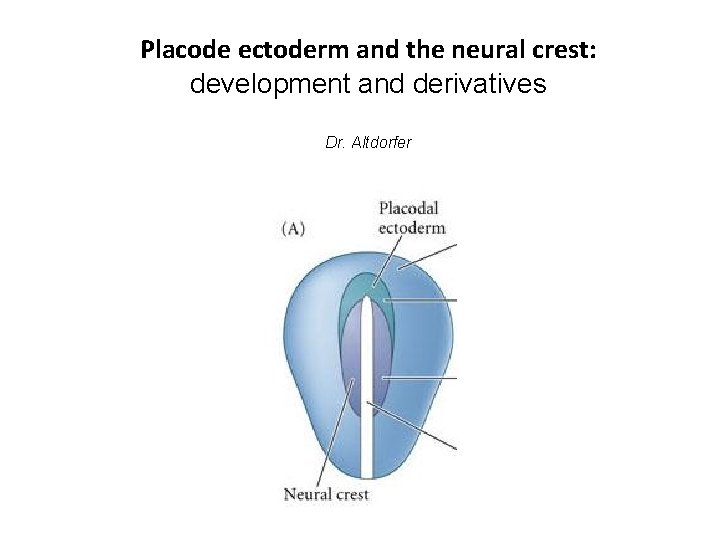 Placode ectoderm and the neural crest: development and derivatives Dr. Altdorfer 