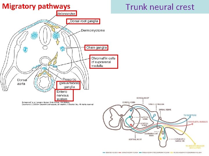 Migratory pathways Trunk neural crest 