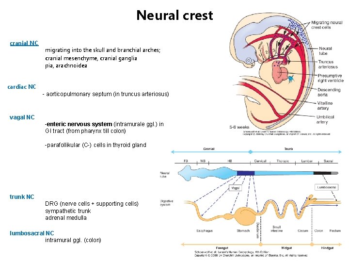 Neural crest cranial NC migrating into the skull and branchial arches; cranial mesenchyme, cranial