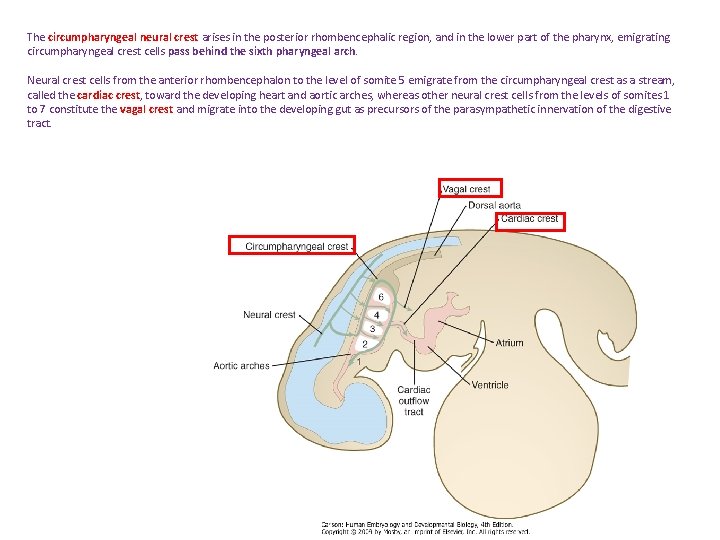 The circumpharyngeal neural crest arises in the posterior rhombencephalic region, and in the lower