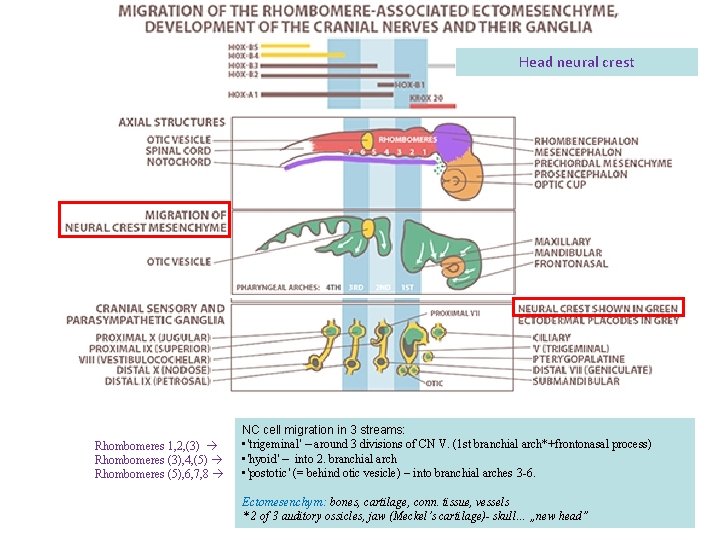 Head neural crest Rhombomeres 1, 2, (3) Rhombomeres (3), 4, (5) Rhombomeres (5), 6,