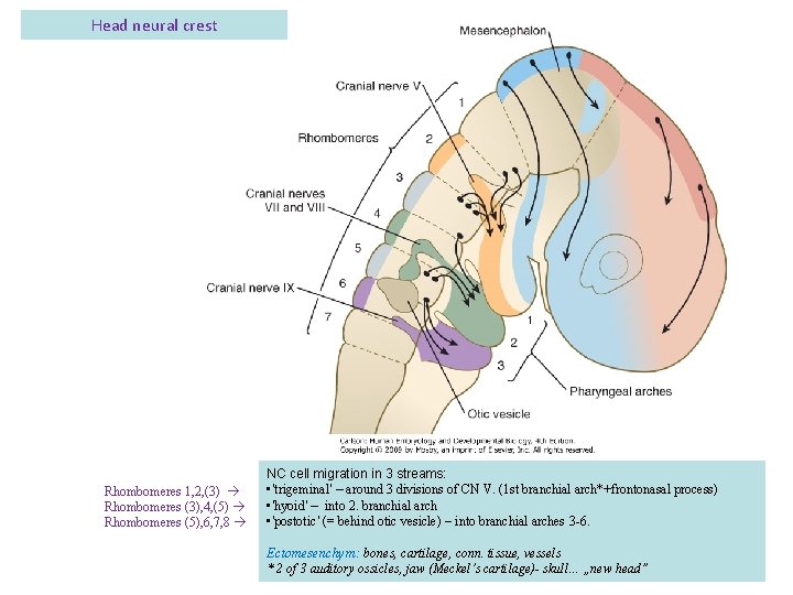 Head neural crest Rhombomeres 1, 2, (3) Rhombomeres (3), 4, (5) Rhombomeres (5), 6,