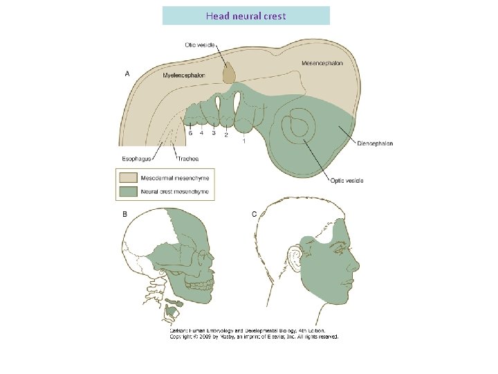 Head neural crest 