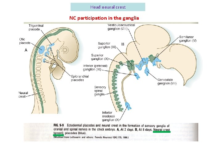 Head neural crest NC participation in the ganglia 