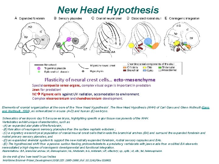 New Head Hypothesis Plasticity of neural crest cells… ecto-mesenchyme Special composite sense organs, complex