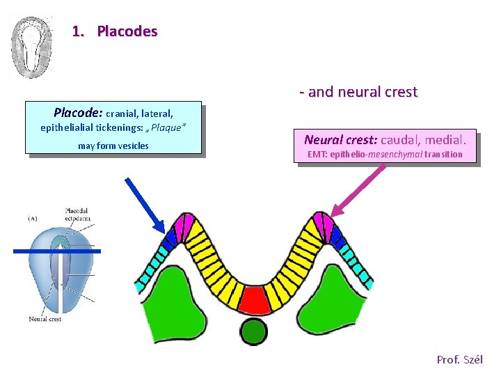 1. Placodes - and neural crest Placode: cranial, lateral, epithelialial tickenings: „Plaque” may form