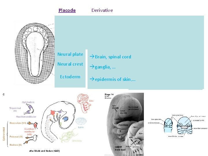 Placode Derivative Hypophyseal Rathke’s pouch Adenohypophysis Olfactory Lens Trigeminal Otic Epibranchial Olfactory epithelium Lens