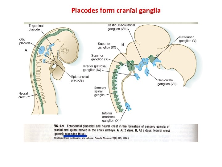 Placodes form cranial ganglia 