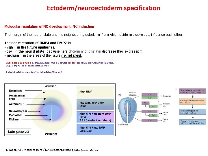 Ectoderm/neuroectoderm specification Molecular regulation of NC development, NC induction The margin of the neural