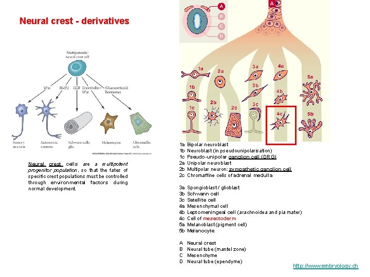 Neural crest - derivatives Neural crest cells are a multipotent progenitor population, so that