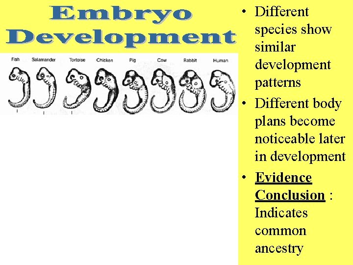  • Different species show similar development patterns • Different body plans become noticeable