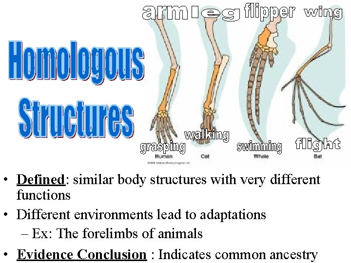  • Defined: similar body structures with very different functions • Different environments lead