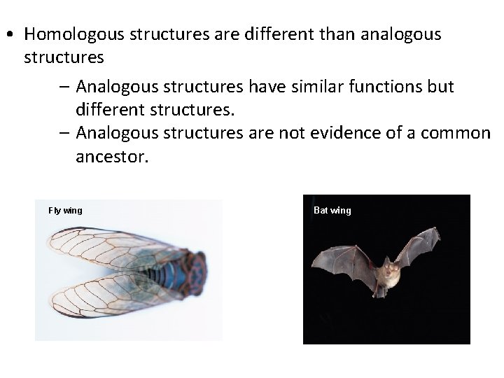  • Homologous structures are different than analogous structures – Analogous structures have similar