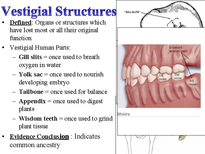 Vestigial Structures • Defined: Organs or structures which have lost most or all their