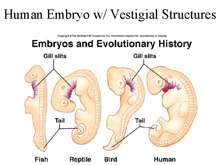 Human Embryo w/ Vestigial Structures 