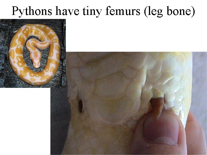 Pythons have tiny femurs (leg bone) 