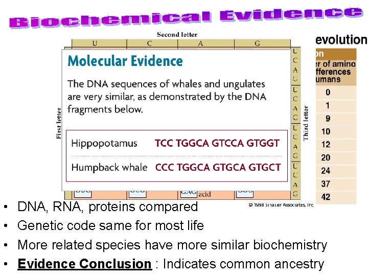  • • DNA, RNA, proteins compared Genetic code same for most life More