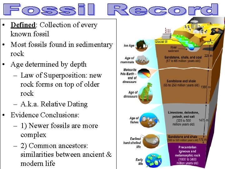  • Defined: Collection of every known fossil • Most fossils found in sedimentary
