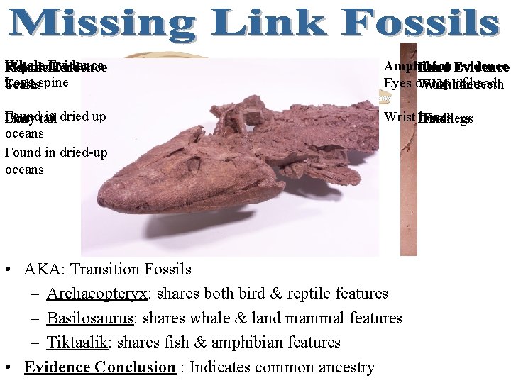 Whale Evidence Reptile Fish evidence Evidence Long Teeth spine Scales Amphibian evidence Land Bird