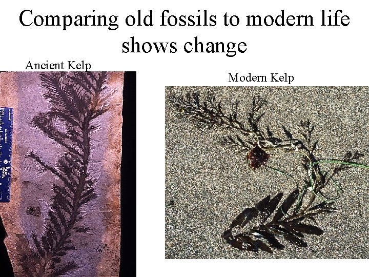 Comparing old fossils to modern life shows change Ancient Kelp Modern Kelp 