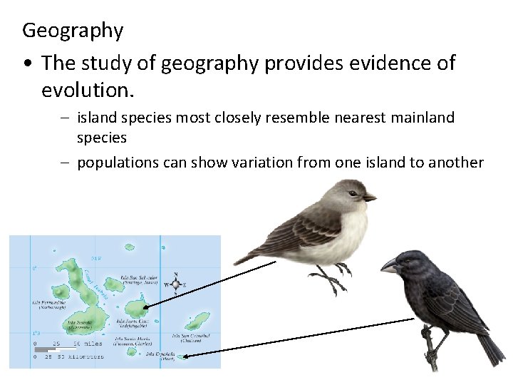 Geography • The study of geography provides evidence of evolution. – island species most