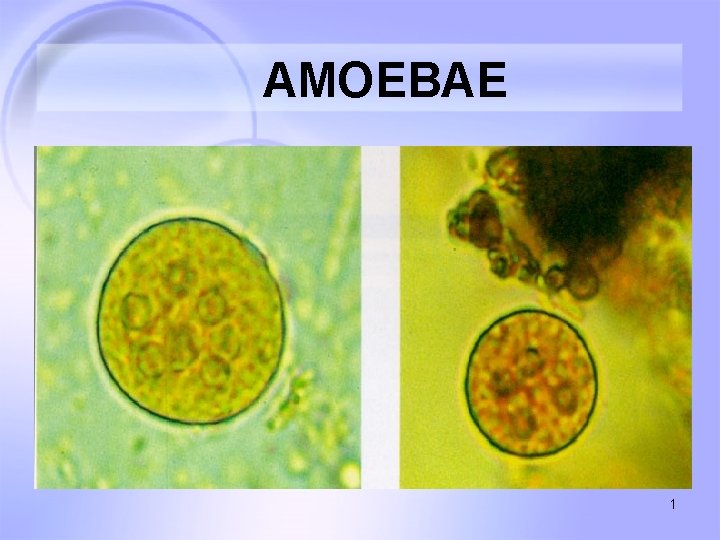 AMOEBAE 1 