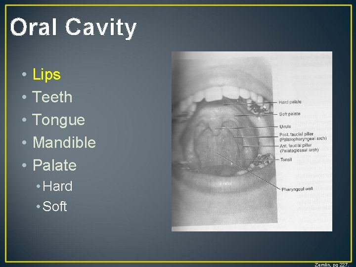 Oral Cavity • • • Lips Teeth Tongue Mandible Palate • Hard • Soft Oral Cavity • • • Lips Teeth Tongue Mandible Palate • Hard • Soft