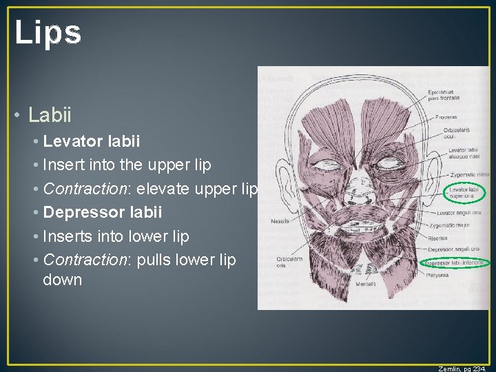 Lips • Labii • Levator labii • Insert into the upper lip • Contraction: Lips • Labii • Levator labii • Insert into the upper lip • Contraction: