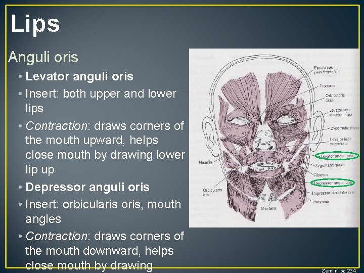 Lips Anguli oris • Levator anguli oris • Insert: both upper and lower lips Lips Anguli oris • Levator anguli oris • Insert: both upper and lower lips