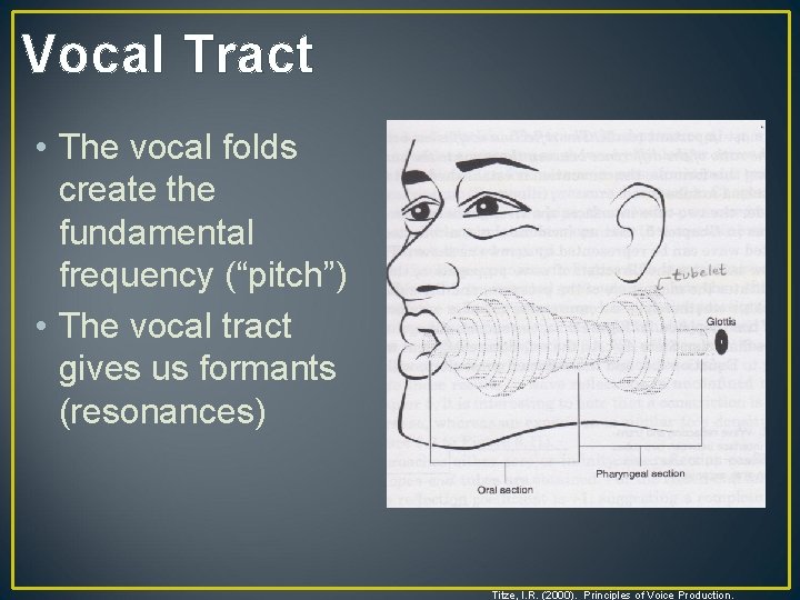 Vocal Tract • The vocal folds create the fundamental frequency (“pitch”) • The vocal Vocal Tract • The vocal folds create the fundamental frequency (“pitch”) • The vocal