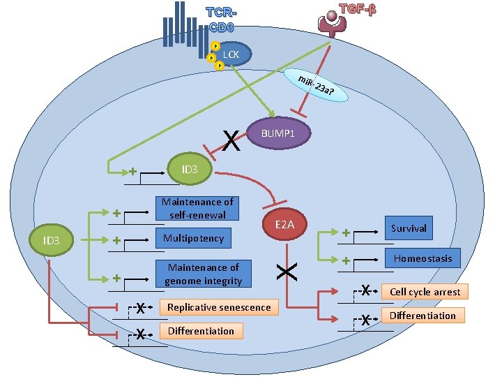 Transforming Growth Factor Programs Centralmemory Differentiation In Exvivo
