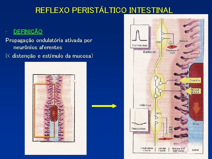 REFLEXO PERISTÁLTICO INTESTINAL • DEFINIÇÃO Propagação ondulatória ativada por neurônios aferentes (< distenção e REFLEXO PERISTÁLTICO INTESTINAL • DEFINIÇÃO Propagação ondulatória ativada por neurônios aferentes (< distenção e