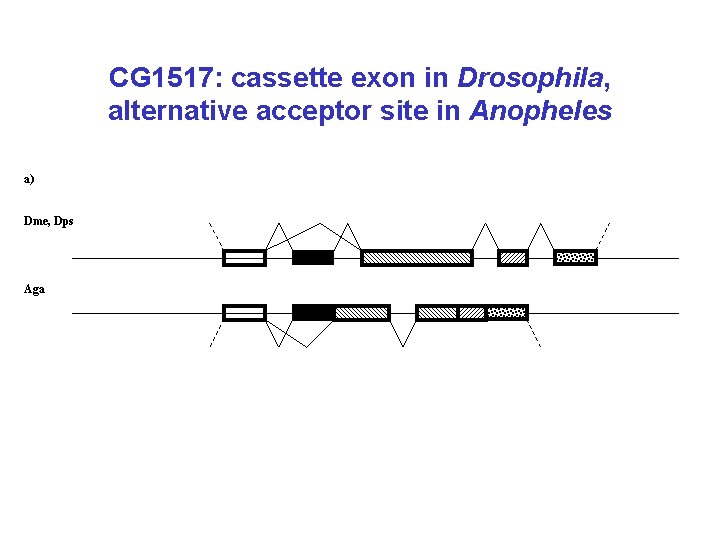 CG 1517: cassette exon in Drosophila, alternative acceptor site in Anopheles a) Dme, Dps