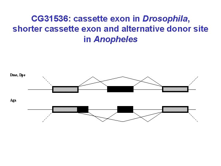 CG 31536: cassette exon in Drosophila, shorter cassette exon and alternative donor site in