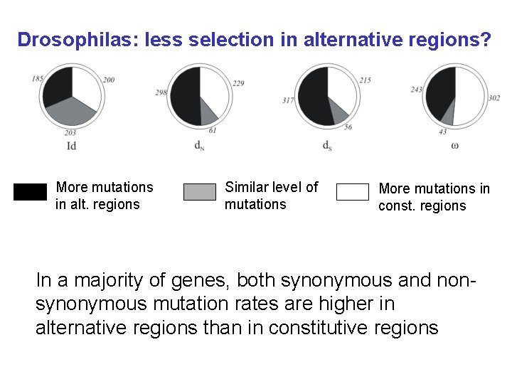 Drosophilas: less selection in alternative regions? More mutations in alt. regions Similar level of